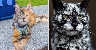 20 Fabulous Felines With Unique and Rare Fur Patterns and Markings