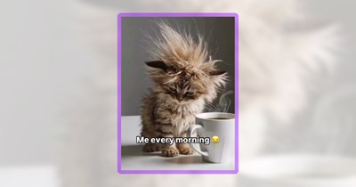 Almost 30 Cat Memes for Almost-30 People Who are Already Tired of Being Old