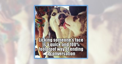 Doggo Delight in the Form of 30 Dog Funnies to Survive the Day