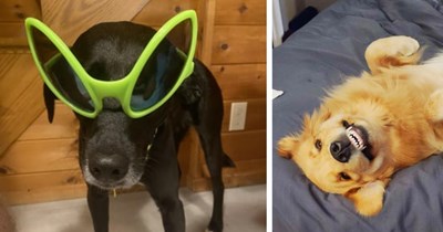 A Treat Bag Full of 20 Funny Pupper Pics to Perk You Up