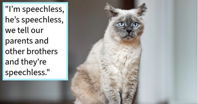 Woman rescues 13 year old cat found in driveway, finds out cat belongs to family friend who’s mom dumped cat 2 weeks earlier, rescuer says: ‘My boyfriends house is a 45 minute drive and is in a completely different state from the town Froggy started in..’