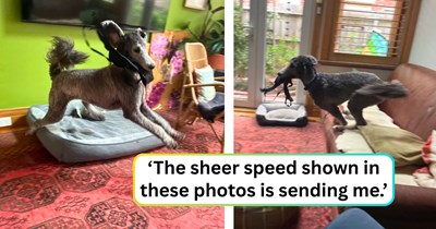 Online canine community is having a funny field trip over a pert poodle who zoomies with a stolen bra: 'Somehow they get faster when handling contraband.'