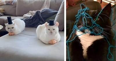 A Long List of 40+ Floofball Goofball Felines For Cat Lovers With a Case of "Wednesday Brain"