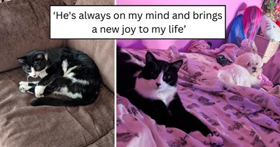 'I like cats, but I'm a dog person': A self-proclaimed dog person is officially converted to a cat lover after a stray shows up on his balcony and refuses to leave