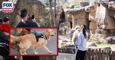 Dallas Zoo invites nearly 200 doggos to test the waters for their very first "Dog Day", wholesomeness ensues and proud pawrents say: 'A tail-wagging success'