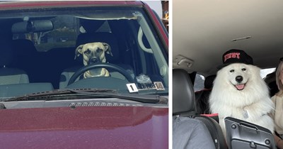 26 Cute Canine Car Companions Ready to Go Wherever the Road Will Take Them