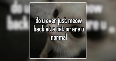 25 Felines in a Frenzy For Folks Who Identify as Cat 