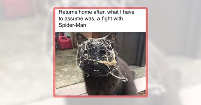 28 Feline Funnies Featuring the Cattest of Cats Doing Their Cat Things