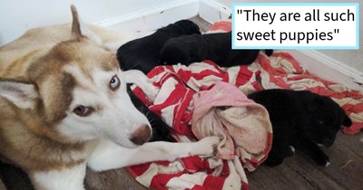 Family adopted starved dumped Husky who turned out to be pregnant, after miraculous birth of four puppies dog mom gets the life of luxury and freedom she deserved, pawrent says: ‘I am pretty sure she's still underweight but she looks so much healthier.’