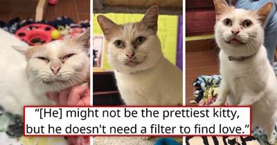 'No, he's not dirty, those are just his markings': Nobody wanted this surrendered 8-year-old cat beacuse of his unique look, leading the shelter he's in to call for help and the cat community to come together and find him a home