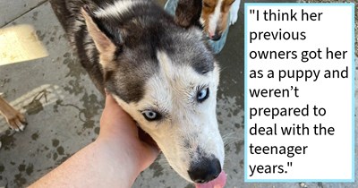 Injured abandoned husky found near dog park starved of affection finds furever home thanks to dog lover who wouldn’t dump her at shelter, says: ‘I’ve never in my life had a husky… but that girl stole my heart in one night.’