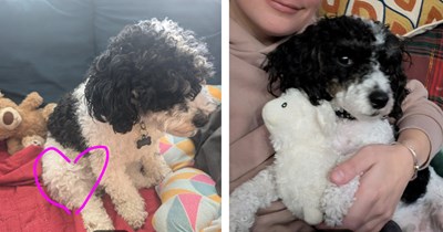 Tiny poodle, Ringo, injured at dog park but ultimately okay, owner shares his story online for everyone to hope for a quick recovery 
