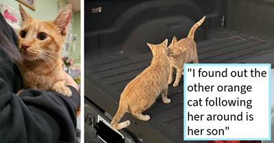 Cat lover finds out bonded pair of cats she was feeding were dumped by neglectful neighbor and are actually pregnant mother and son, rescuer adopts son and fosters mom’s kittens: ‘She just threw them outside in hope they would run away.’  