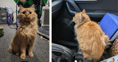 Rare orange cat spotted outside after student finishes practicum, he names the cat Dexter before realizing Dexter is actually a girl