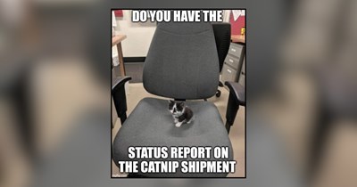 21 Cattastic Cat Memes Purrfect for a Procrastinating Workday Scroll