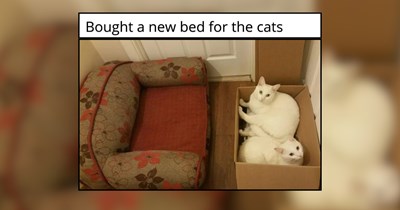 20 Meowingly Meowvalous Cat Memes to Scroll Today 