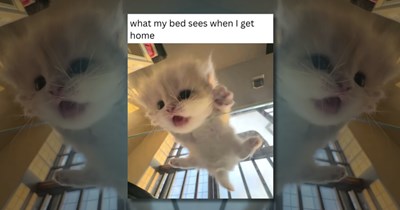 25 Cute Cat Memes for People Who Need Heavy Cat-ffeination to Get Through the Day (March 4, 2026)
