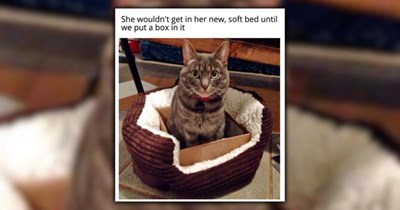 A Ray of Sunshine in the Form of 22 Fuzzy Feline Funnies (March 3, 2026)