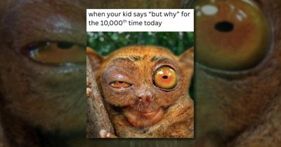 24 Hilarious Animal Meme Hijinks to Blow Off Some Steam 