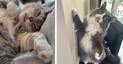 26 Cute Cat Photos for Brightening Up a Bad Day