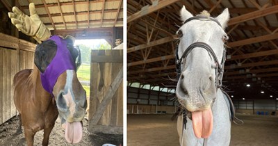 25 Silly Pics of Expressive Equestrians Just Horsin’ Around