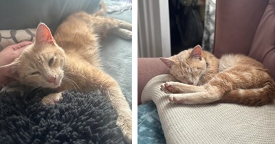 Couple on weekend getaway finds beautiful bright orange kitten after a night out, they almost lose her when they see the hotel receptionist with her