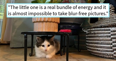 4 week old kitten found on remote road after not eating for days by patrolman and handed to shelter until rescuer could return to adopt the kitty, patrolman says: ‘When I entered the room, she immediately ran up to me and climbed up my leg.’  