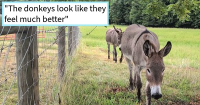 Two stubborn donkeys help family heal after passing of late father landed them in son-in-law’s care, proving that strong will can be softened by patience: ‘For now, I'm just enjoying them running to me as soon as they see my truck’