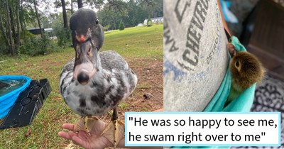 Pet duck goes missing in coyote country causing pawrent to fear the worst, but after 2 days of search is found swimming happily in a pond resulting in a tearful reunion, pawrent says:’I was sobbing. I couldn’t believe I found him.’