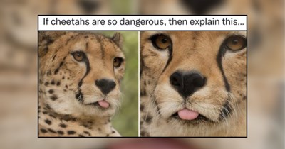 30 Wild Animal Memes for Full Moon Lovers 