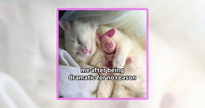 24 Soft & Sweet Cat Memes to Gently Boost Your Meowrale Today