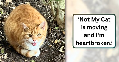 A cat's "second family" person discovers his neighbors are moving away, taking their feline family member with them, leaving him heartbroken: 'I love him like he's my own.'