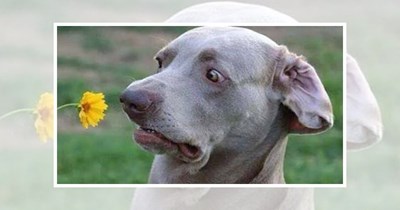 'Fur the love of Dogs!': 25 Divine Doggo Memes