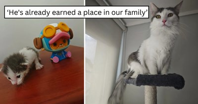 'A year ago the system chose us': Tiny kitten rescued on Valentine’s Day grows from fragile baby into beloved family cat named Valentino