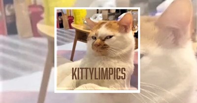 Kittylympics: 16 Photos of Hissterical Cats That Deserve an Olympic Gold Medal