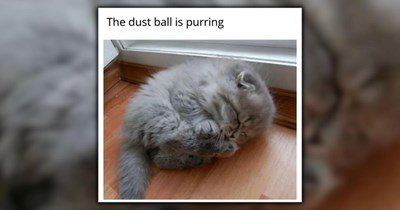 21 Furociously Funny Feline Memes for a Great Start to Your Weekend