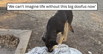 'I never imagined owning a German Shepherd': Family takes in gentle shepherd mix abandoned in the park and soon realizes the sweet pup was exactly the missing piece in their home