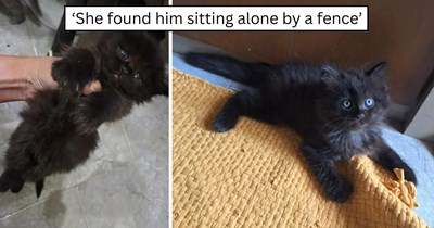 'It was supposed to be a quick trip': A grocery run turns into a three hour rescue mission and a tiny black kitten gaining a loving new family