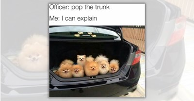 22 Pawsitively Wholesome Animal Memes to Pamper Your Palette With Purrfect Sweetness 