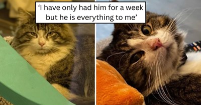 'His past is a mystery but his future will be filled with love': A stray cat with the sweetest personality and endless affection trades life on the streets for a cozy home and daily snuggles