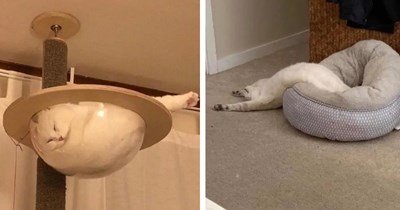 A Goofy Giggle of 32 Purrfectly Positioned Cats Proving That Felines Are Literally Liquid