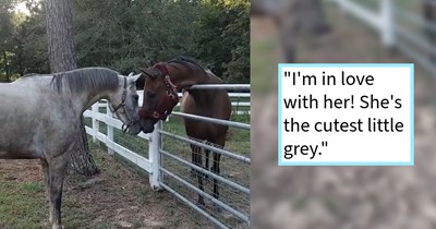 Horse dad adopts recently rescued mare’s long lost foal after discovering they were separated by the shelter, resulting in heartwarming reunion between mother and son, horse dad says: ‘Mariah and Candy literally won't leave each other's side.’