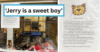 Cute rescue cat goes viral when PetSmart writes a wholesome letter describing his tragic abandonment story, flooding their inbox with adoption applications: 'Jerry had a home and a brother, then one day he didn't'