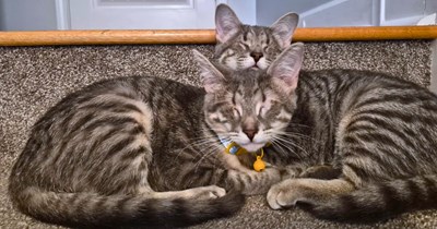 Woman adopts brave bonded pair of eyeless kittens, they show her that being blind doesn't have to slow you down: 'We fell in love with their little faces immediately'