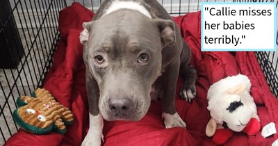 Momma dog saved after found scavenging trash on side of road without her puppies, Texan rescue says: ‘We gave her a Cuddle Puppy, she cuddled it close, carried it to her kennel, and cared for it like the little family she lost.’  