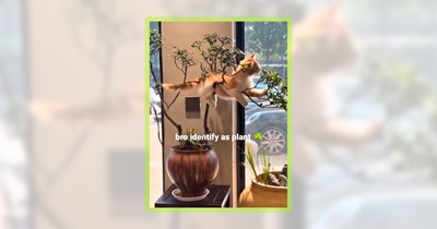 24 Cute Caturday Cat Pawsts to Welcome You Into the Weekend