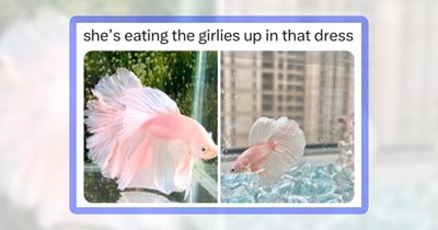 A Bubbling Batch of 23 Fish Memes for Your Daily Dose of Vitamin Sea