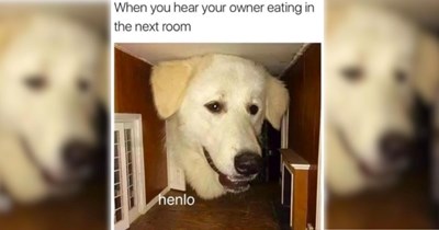 22 Pawdorable Dog Memes to Add to Your Sweet Pup of Coffee