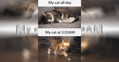 Funniest Cat Memes for Feline Fanatics