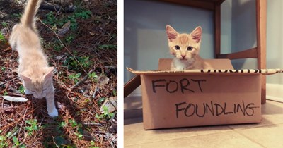 Orange woodsy cat follows person on trail walk, goes back to his car with him and hops in, person now blessed by the cat distribution system